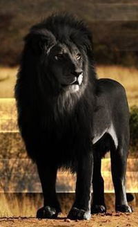 Александр Нефёдов