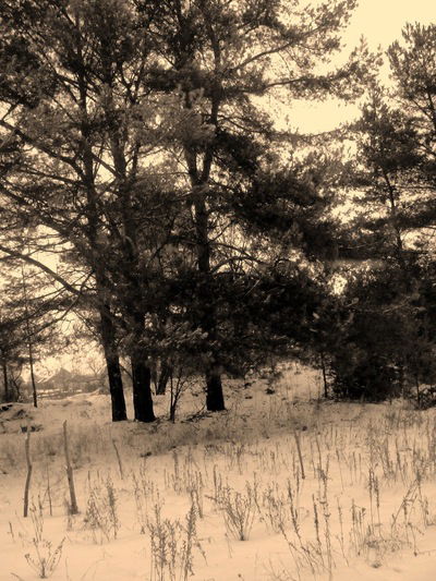 Лада Рябова