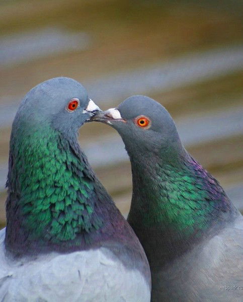 Галина Каракчи