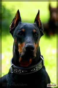 Александр Бражный