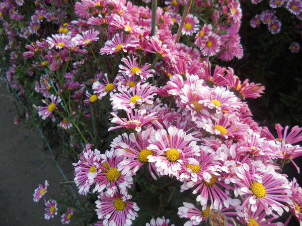 Светлана Полякова