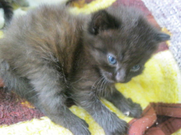 Янка Купала