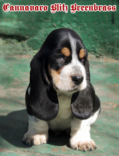 Александр Медведев