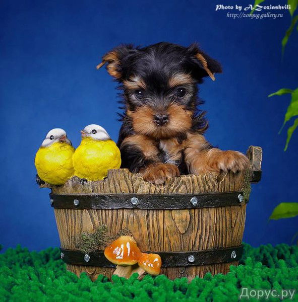 Анютка Загадка