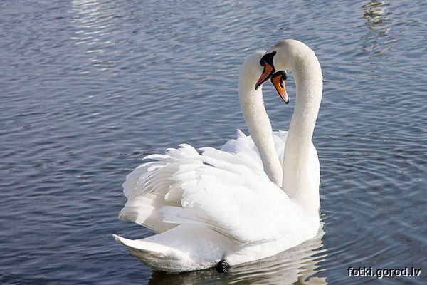 Галия Тимуровна
