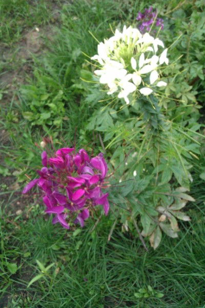 Эркинай Раева