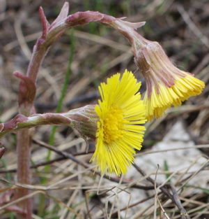 Елена Лазарева