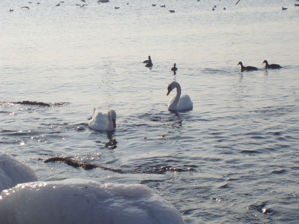 Ардак Байносерова