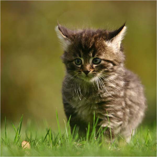 Алексеи Нитушка