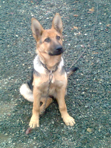 Сергей Пронин