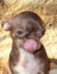 Марина Львова