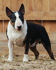 Александр Бойко