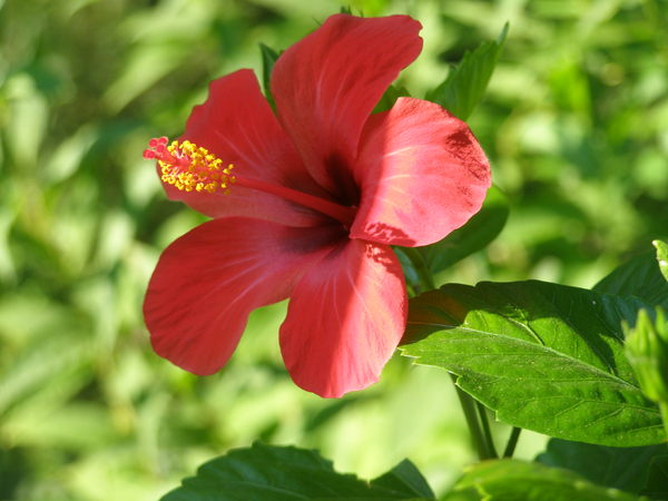 Саулеш Шаримова