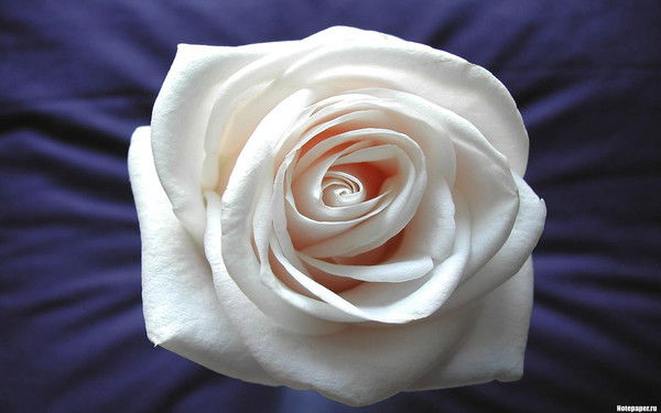 Татьяна Калашникова