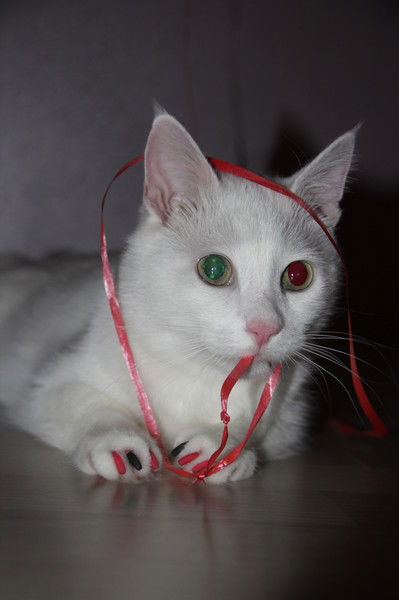 Сергей Мироненков