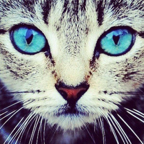 Анна Цайтлер