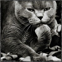 Константин