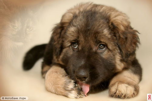 Светлана Трушкина