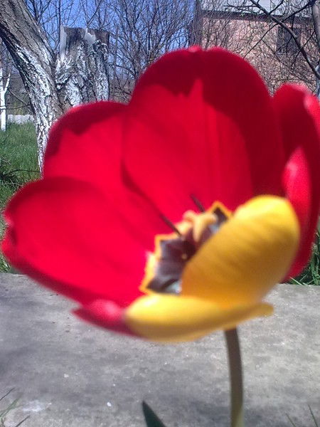 Любовь Макарова