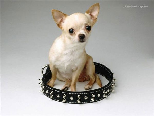 Анастасия Шашкова