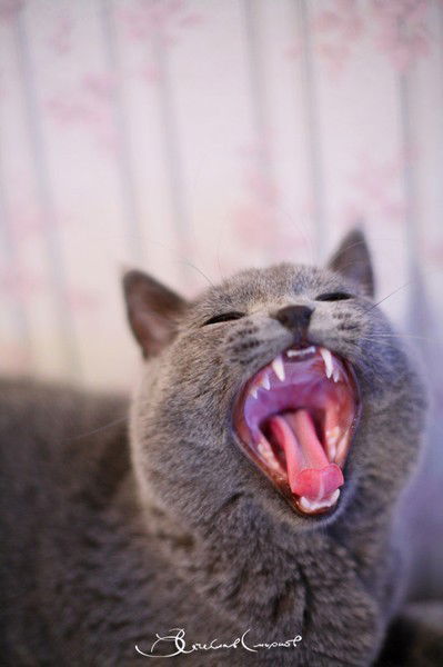 Сергей Юрченко