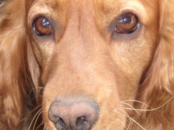 Игорь Шустов