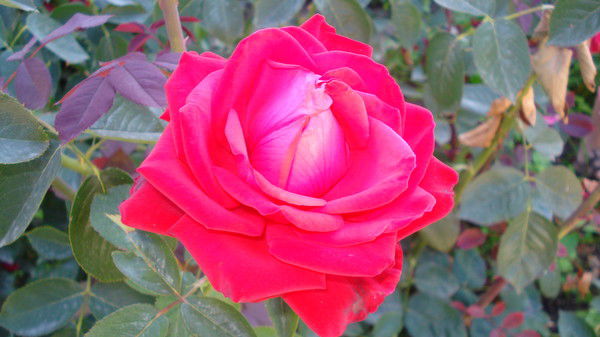 Дарига Шиназбаева