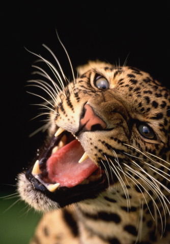 Дмитрий Воронюк