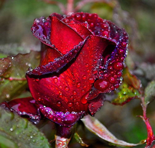 Ирина Петрикина