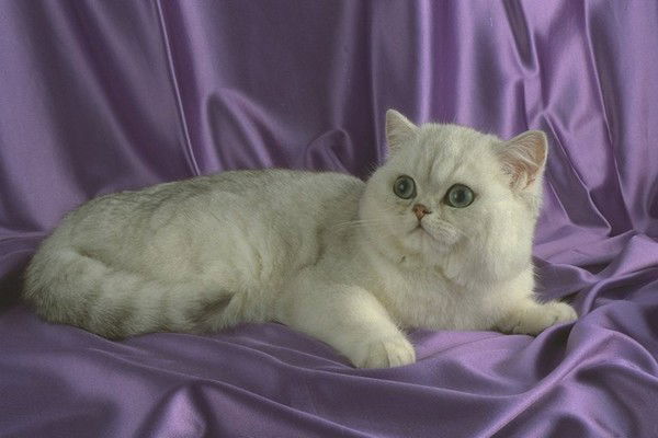 Елена Левченко