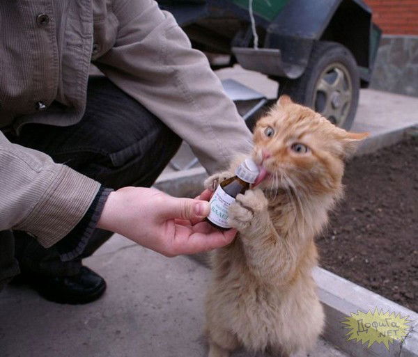 Васыль Богдан