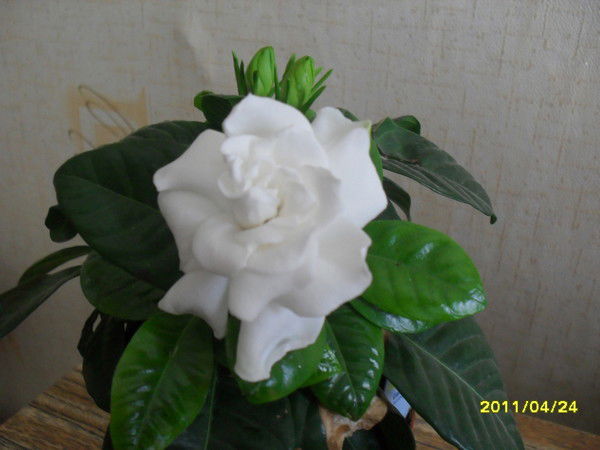 Света Копалиани