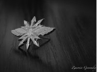 Андрей Рогатофф