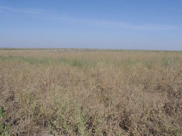 Сырымский Рти Вет Vet