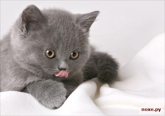 Наталья Иванова