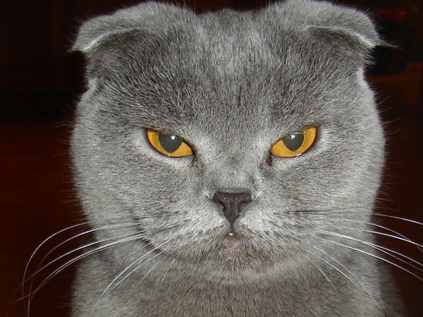 Александр Сомкин