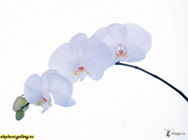 Мария Спиридонова