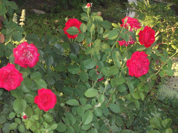 Клондайк Клон