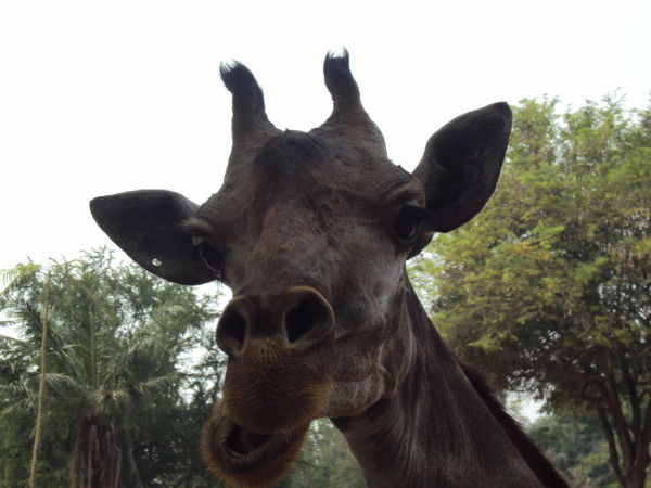 Сергей Третьяков