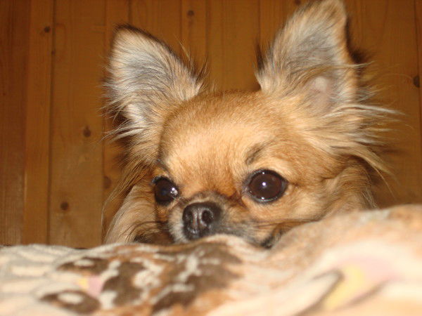 Анжелка Арнаут