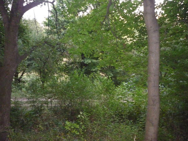 Марина Сирота