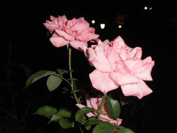 Светлана Григорович