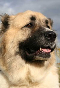 Елена Ворожейкина