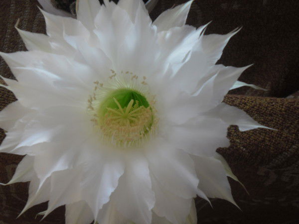 Анна Доброхлеб