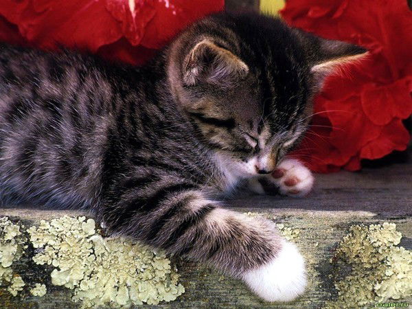 Алена Суркова