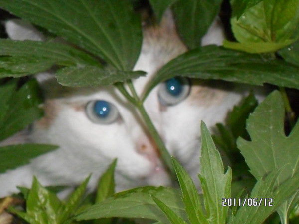 Николай Одисеев