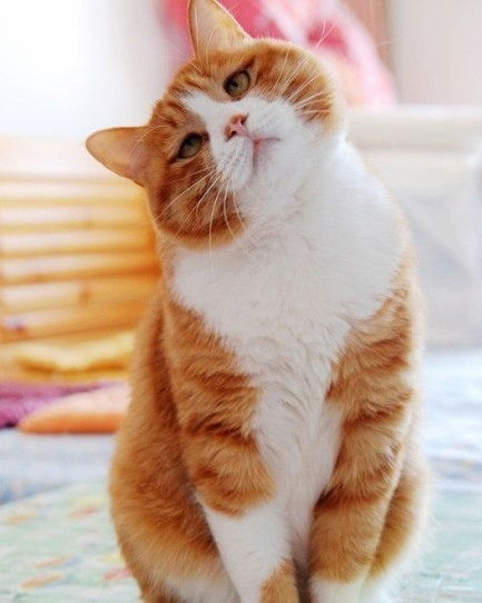 Дикий Страник