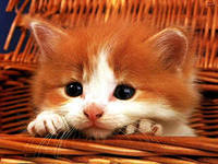 Ольга Кутузова