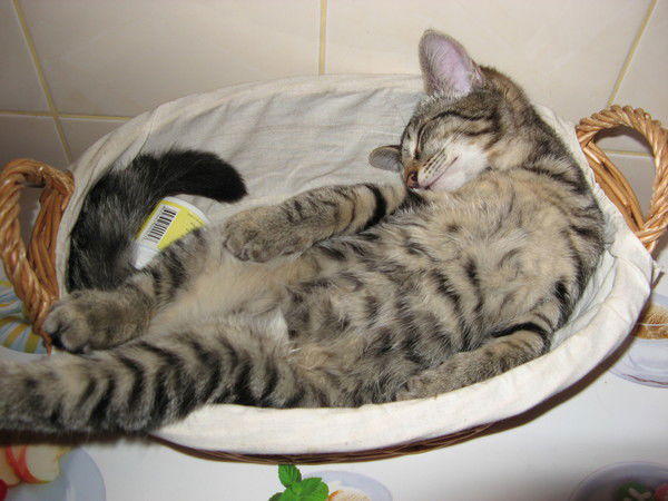 Игорь Кудашкин