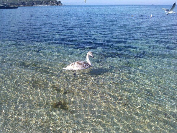 Алла Козырькова